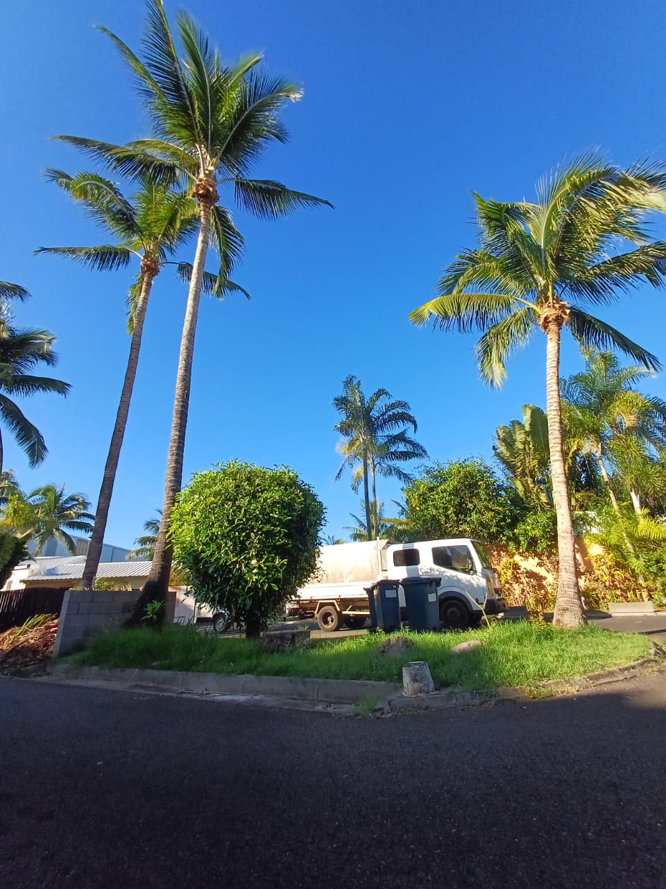 Démontage de cocotiers