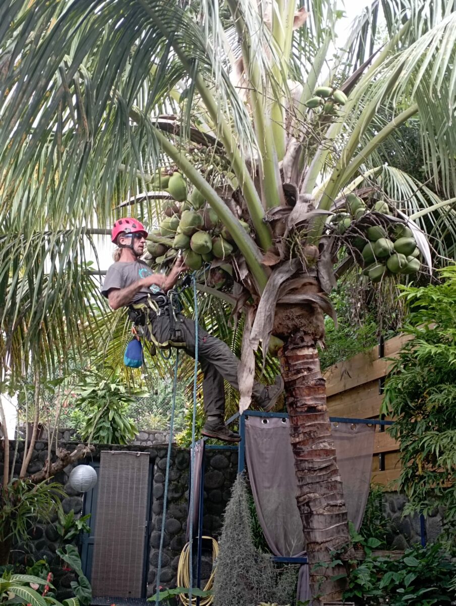 Vente de Cocos